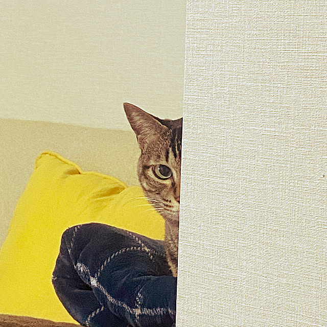 miwaさんの実例写真