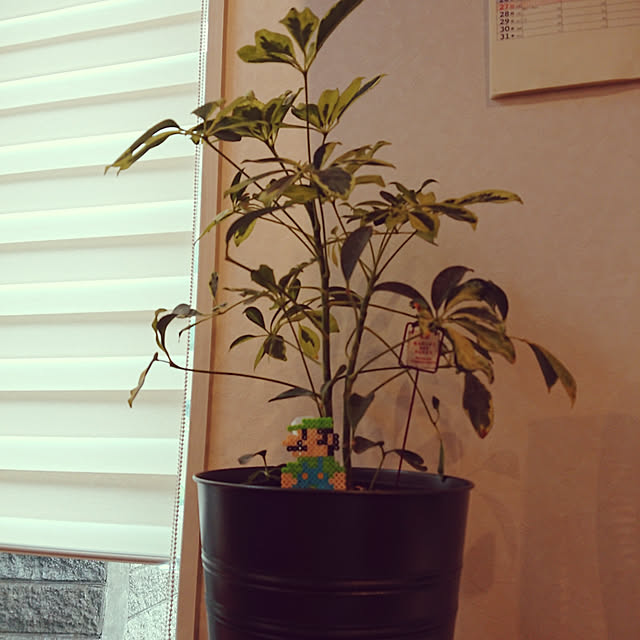chatoraさんの実例写真