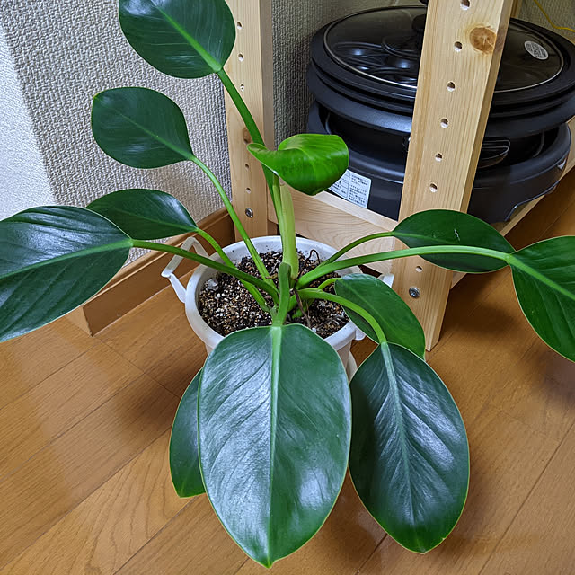 asaさんの実例写真