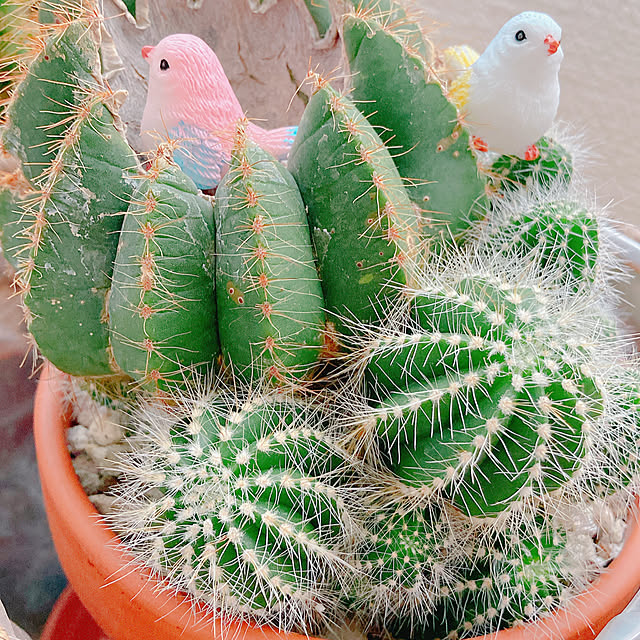 Hanakaさんの部屋