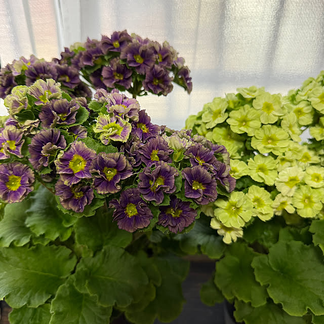 prelumoさんの部屋