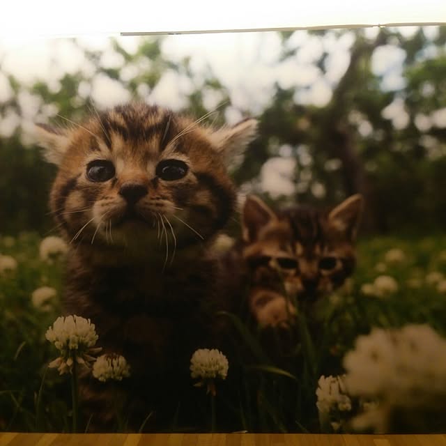 kittenblueさんの実例写真