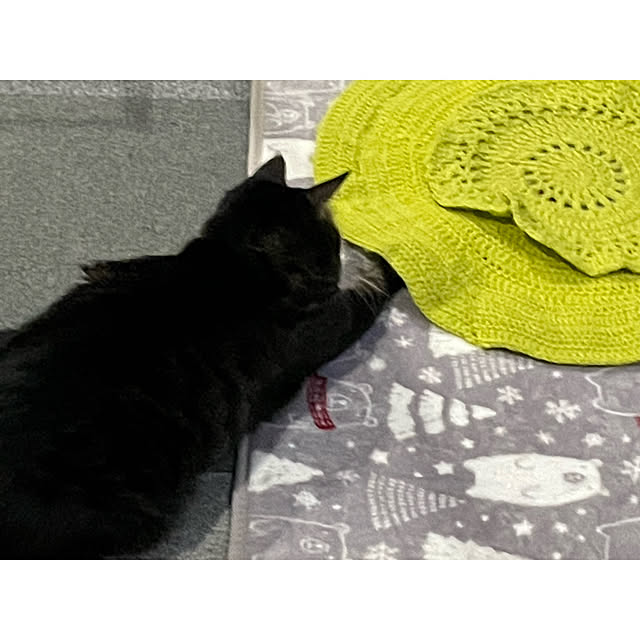 momocchiさんの実例写真