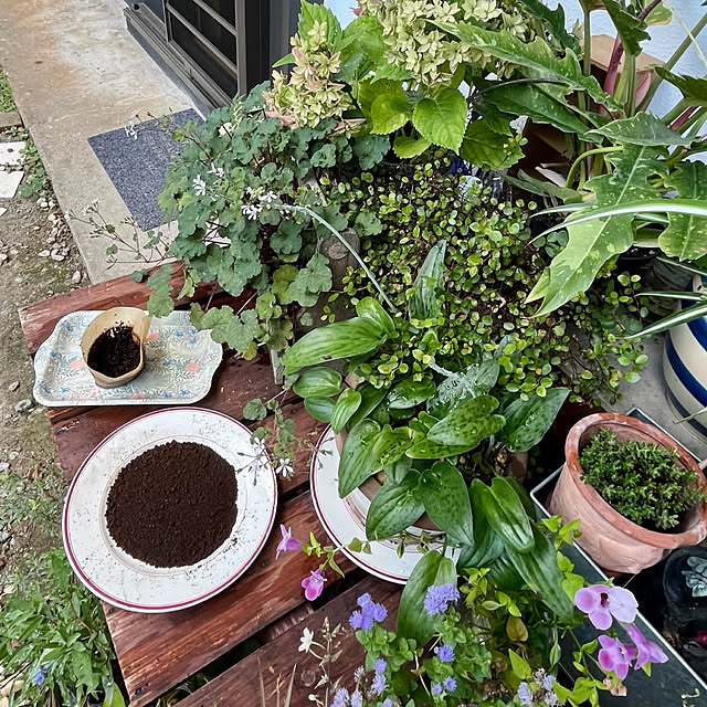 cotaさんの部屋