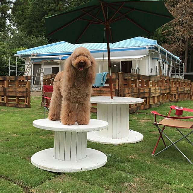 DogGardenBaByBooさんの実例写真