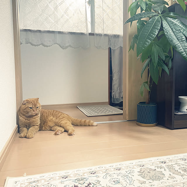 mami-さんの実例写真