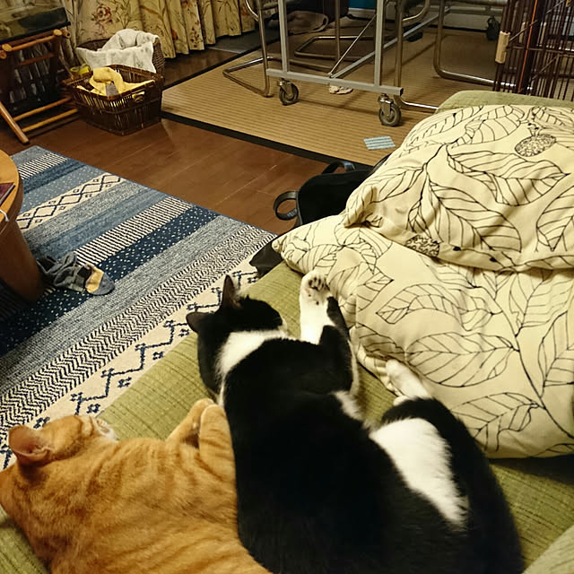 okyosan101さんの実例写真