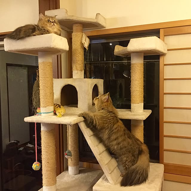 butachanさんの実例写真