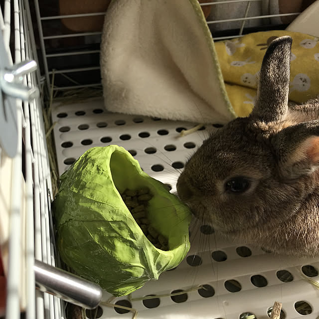 chikoさんの実例写真