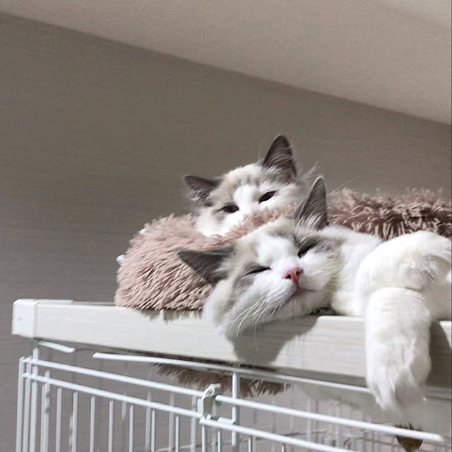 mizukiさんの実例写真