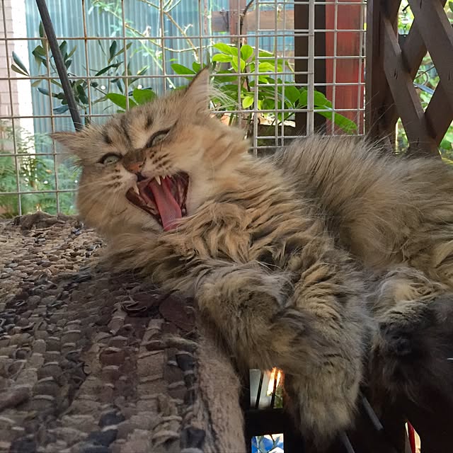 butachanさんの実例写真