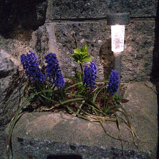 ameamekaasanさんの実例写真