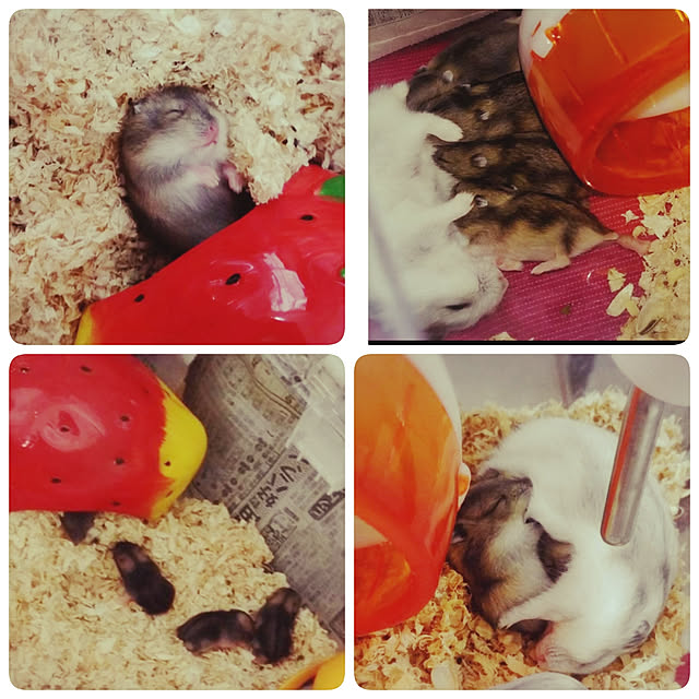 Samさんの実例写真