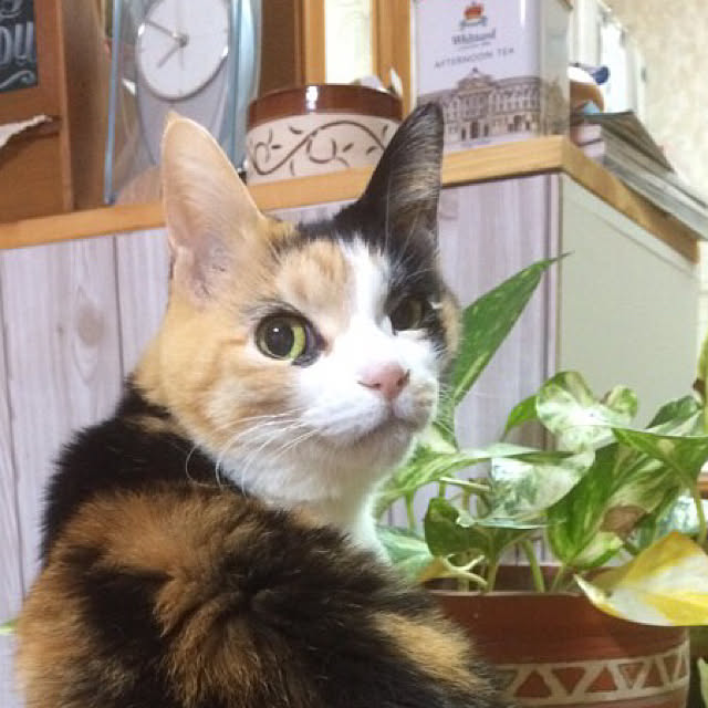 実例写真