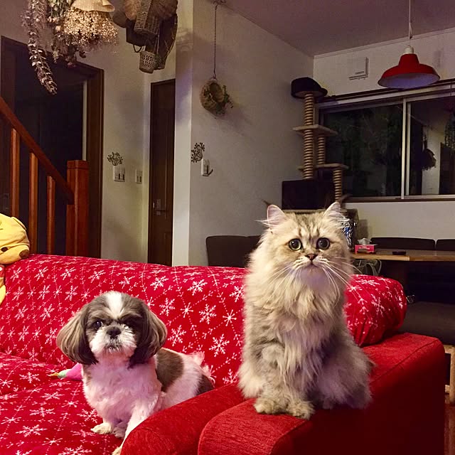 butachanさんの実例写真