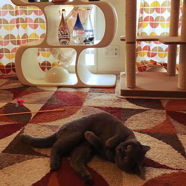 ikettenさんの実例写真