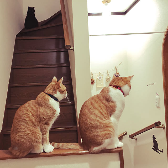 tomiさんの実例写真