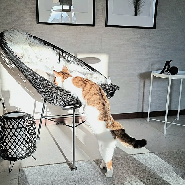 実例写真