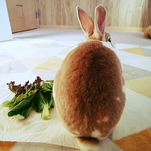 xxakemichxxさんの実例写真