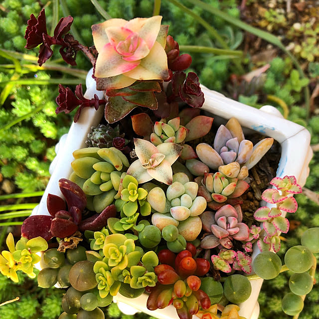 **yuu**さんの実例写真