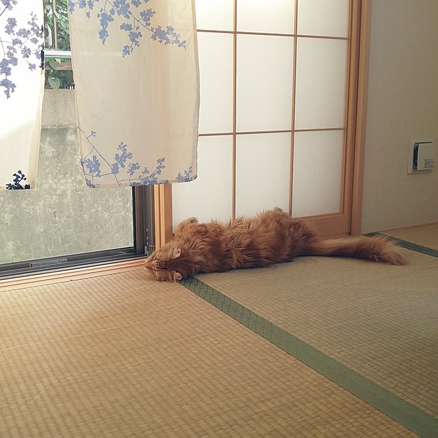 l..tomesanさんの実例写真