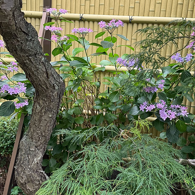 mamizaさんの部屋