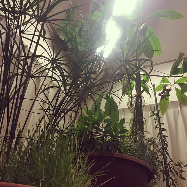 Akikoさんの実例写真