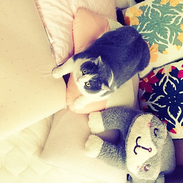 sweetchocochanさんの実例写真