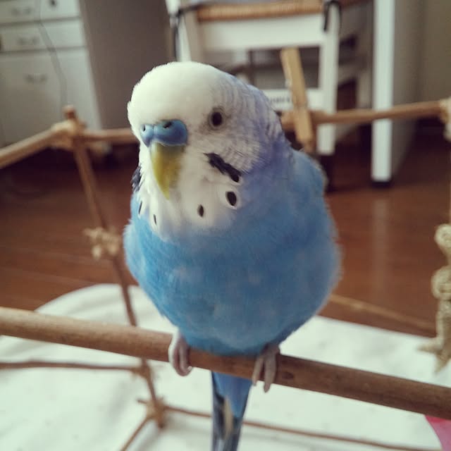 opiopiopiさんの実例写真