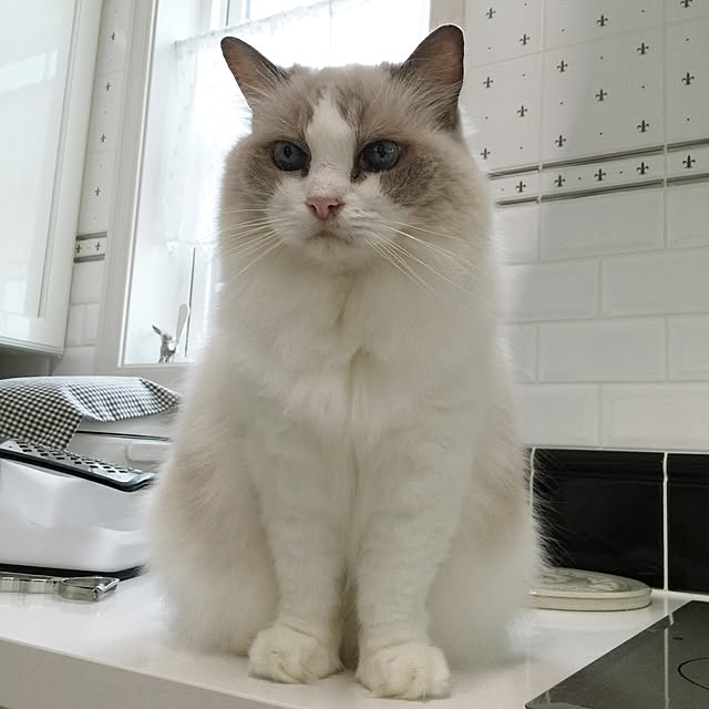 yuchiさんの実例写真