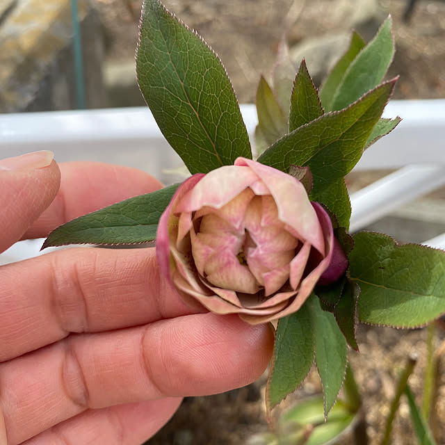 uraraさんの部屋