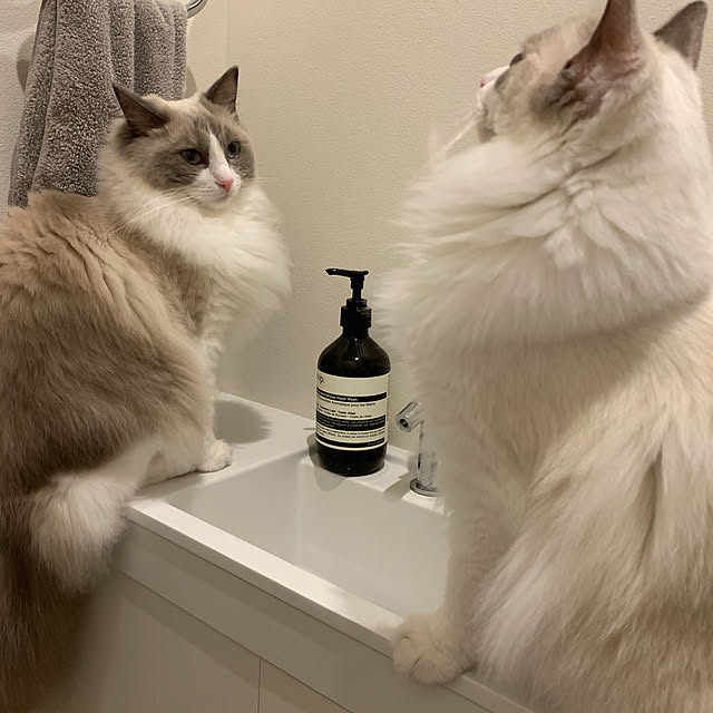 実例写真