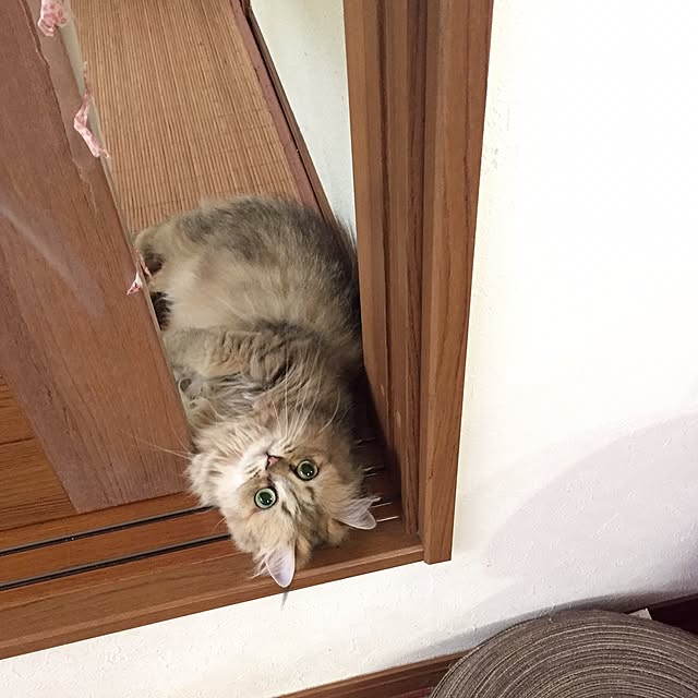 butachanさんの実例写真