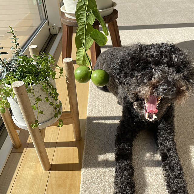 kaoooさんの実例写真