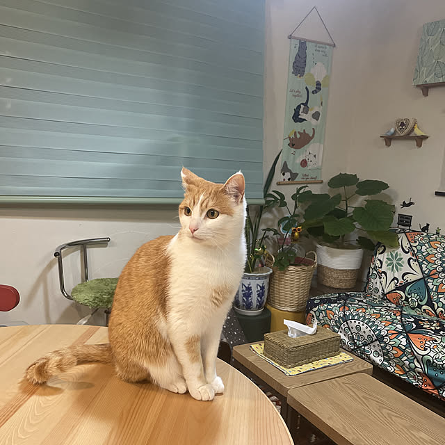 Toyomiさんの実例写真