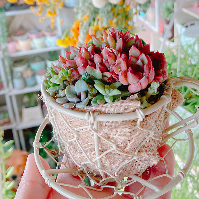 Hanakaさんの部屋