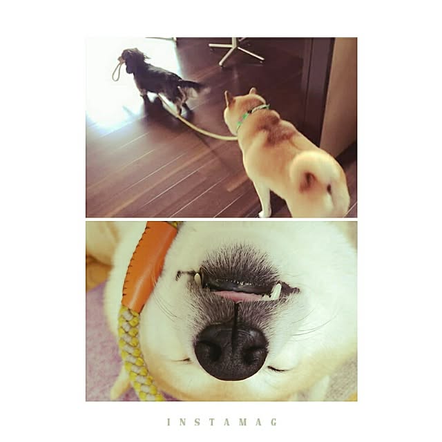 cocosorasakuさんの実例写真