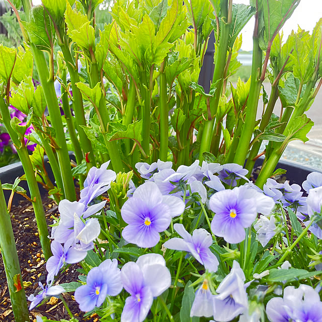 flowerさんの実例写真