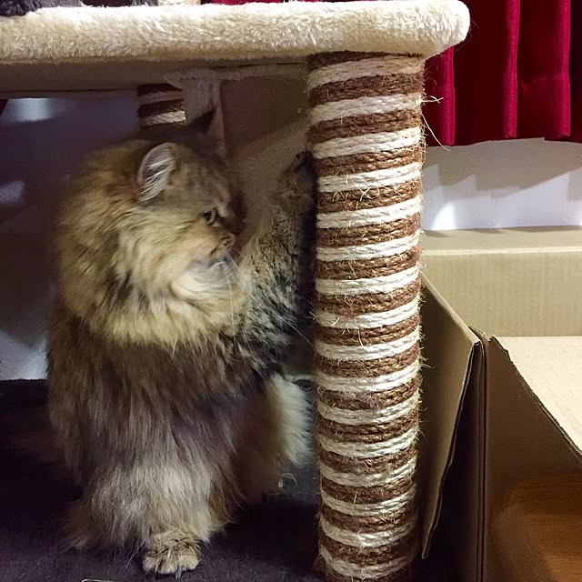 butachanさんの実例写真