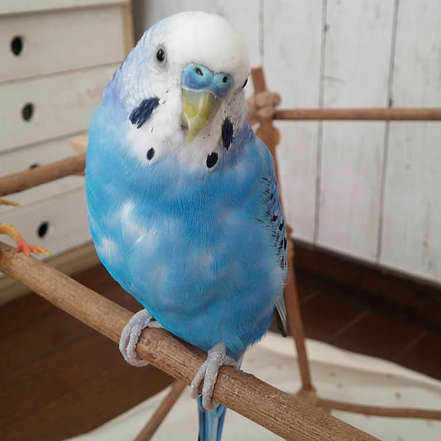 opiopiopiさんの実例写真