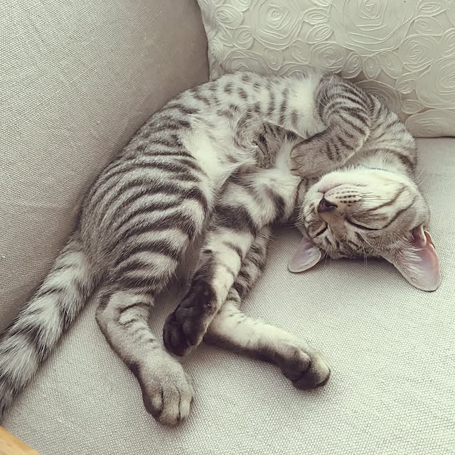 Bambiさんの実例写真