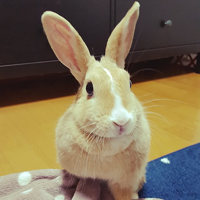 mocoさんの実例写真