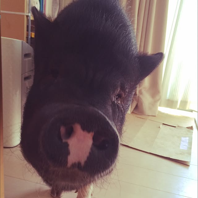 YukAさんの実例写真