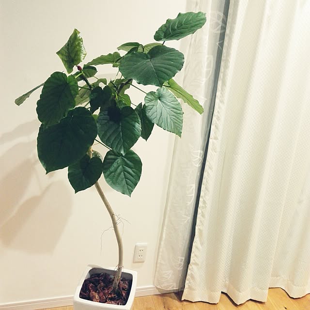 MiRiderさんの実例写真