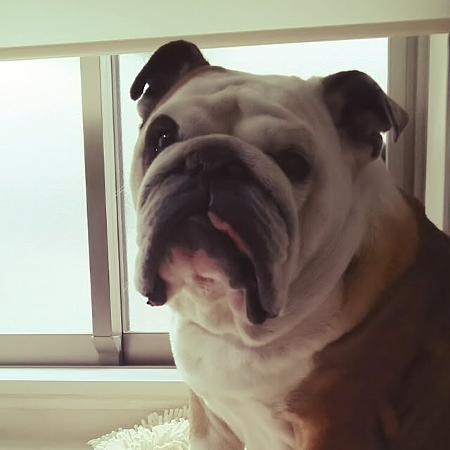 panchobiさんの実例写真