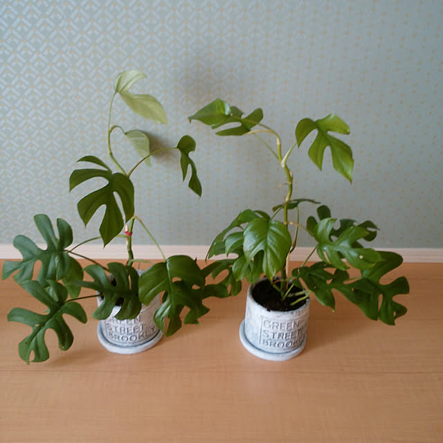 リビング/観葉植物のインテリア実例 - 2017-09-14 11:49:19
