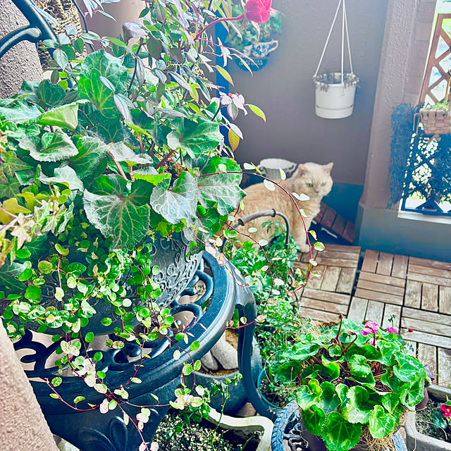 naokoさんの部屋