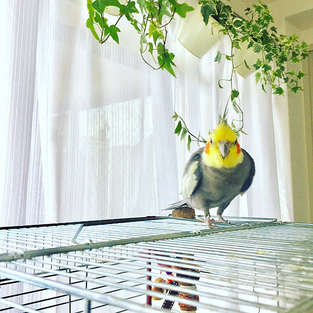 Colineさんの実例写真