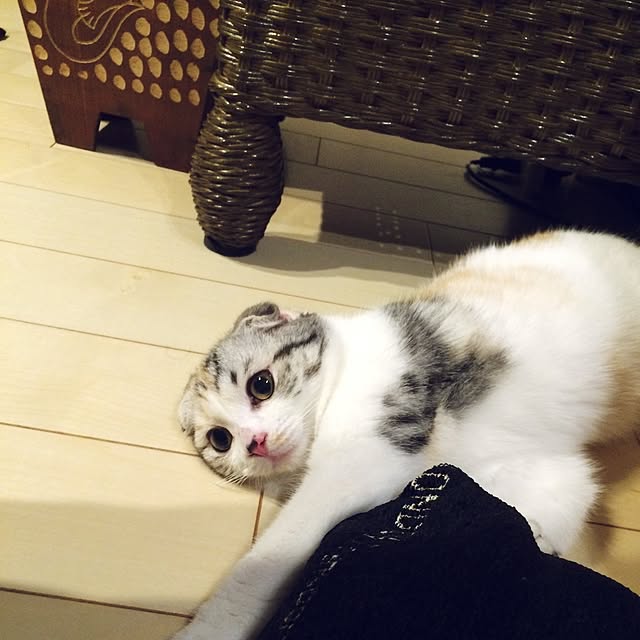 yokkochanさんの実例写真