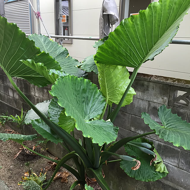 ayakaさんの実例写真